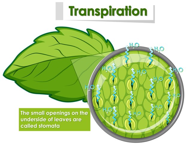 Диаграмма, показывающая транспирацию у растений