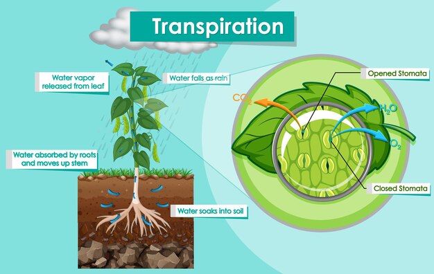 蒸散植物を示す図