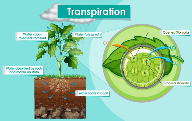 Diagram showing transpiration plant