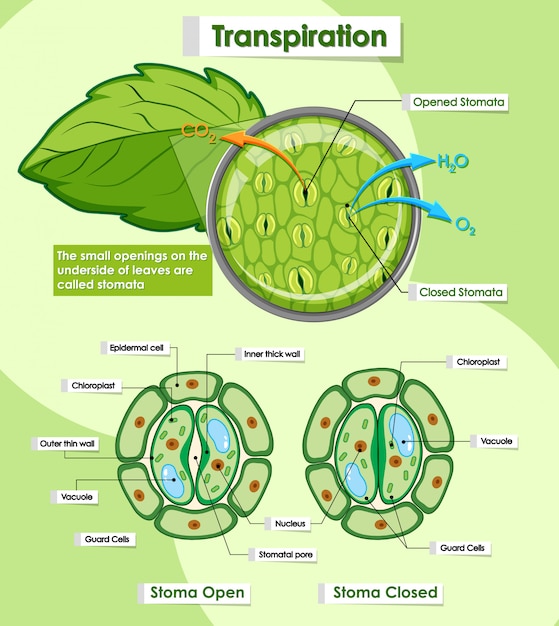 Vettore gratuito diagramma che mostra la traspirazione delle piante