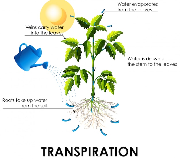 植物と水による蒸散を示す図
