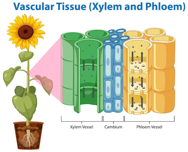 Free vector diagram showing vascular tissue xylem and phloem