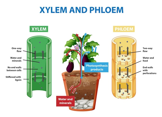Диаграмма, показывающая ксилему и флоэму растения