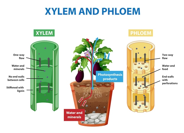 Diagram showing xylem and phloem in plant