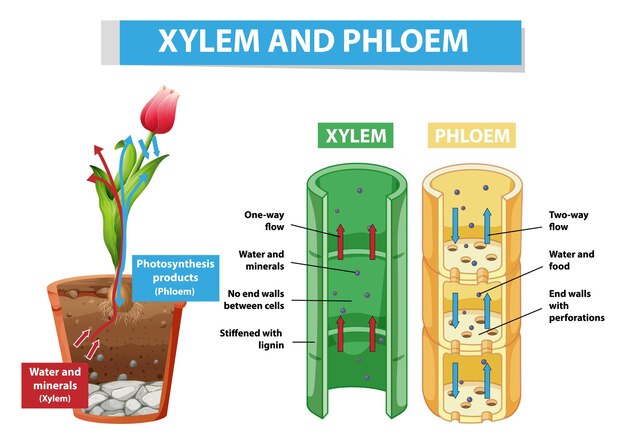 Diagram showing xylem and phloem in plant