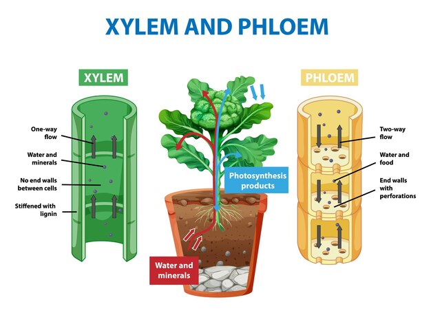 植物の木部と師部を示す図