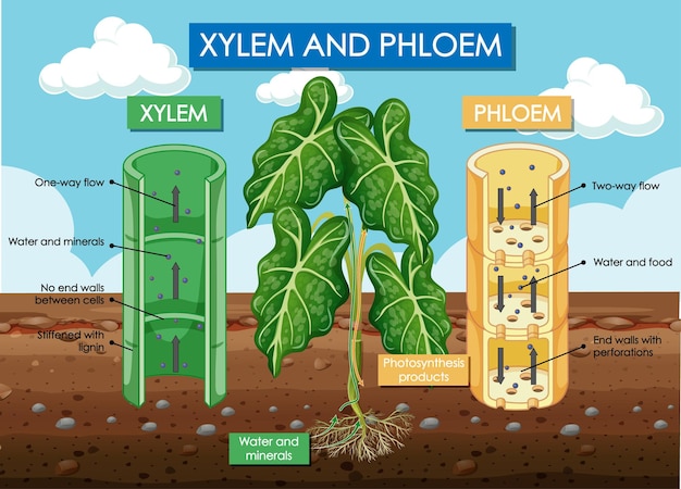 Диаграмма, показывающая ксилему и флоэму растения