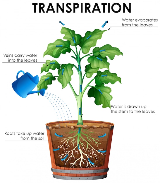 Free vector diagram of transpiration with plant and water