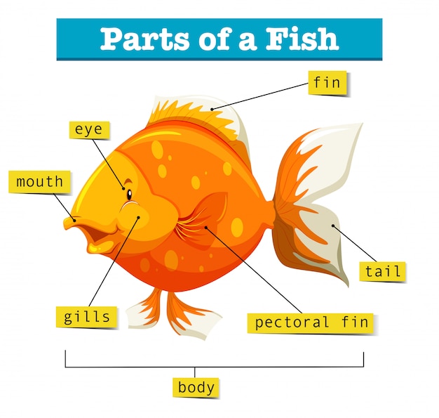 Diagram with parts of fish