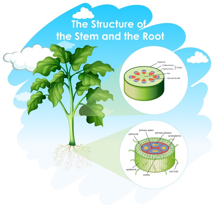Free Vector diagramm showing structure of stem and root