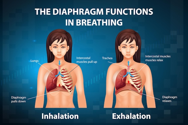 Free vector the diaphragm functions in breathing