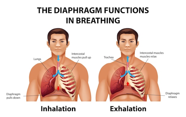 Free vector the diaphragm functions in breathing