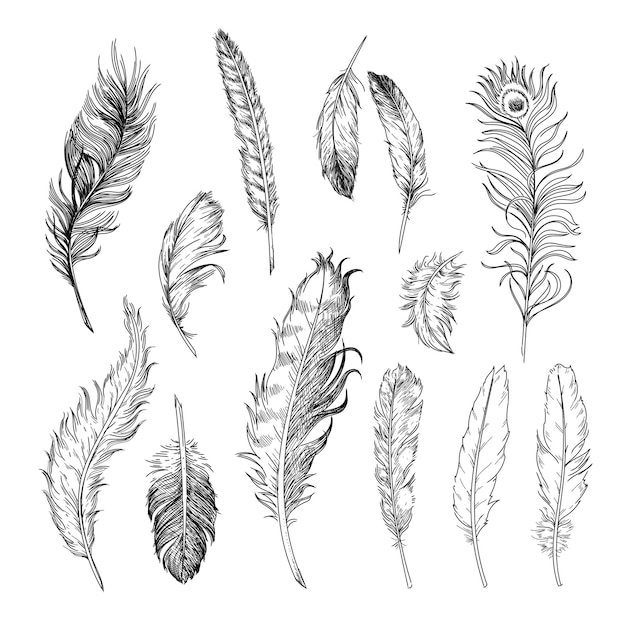 Different feathers of birds engraved illustrations set.