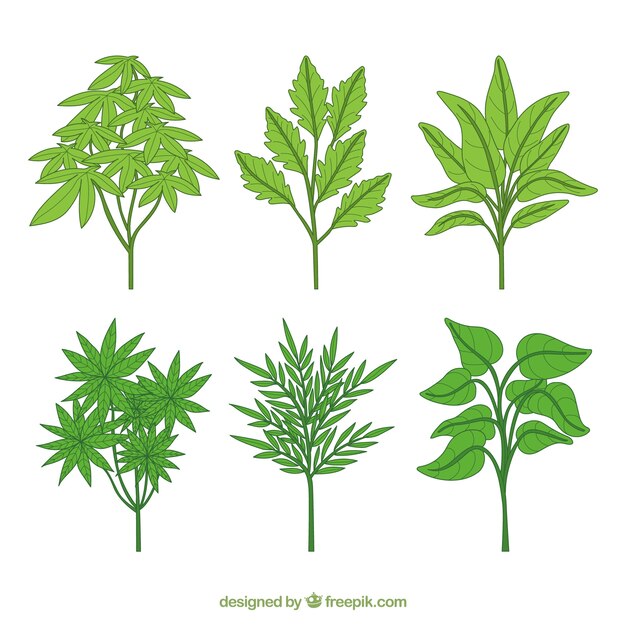 Different hand drawn plants