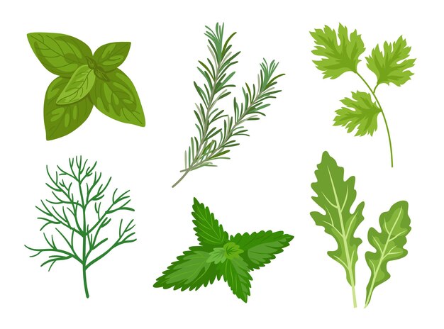 Different herbs and leaves vector illustrations set. Collection of spicy herbal plants, parsley, rosemary, coriander, oregano, mint on white background. Food, culinary, plants concept