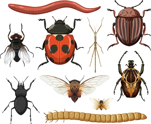 Бесплатное векторное изображение Коллекция различных насекомых, изолированные на белом фоне