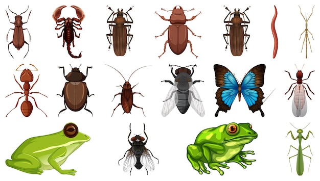 Коллекция различных насекомых на белом фоне