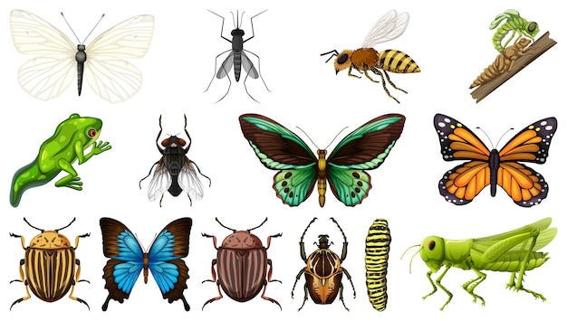흰색 배경에 고립 된 다른 곤충 컬렉션
