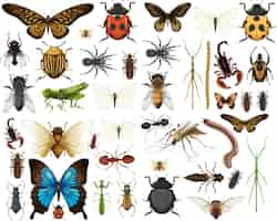 Free vector different insects collection isolated on white background