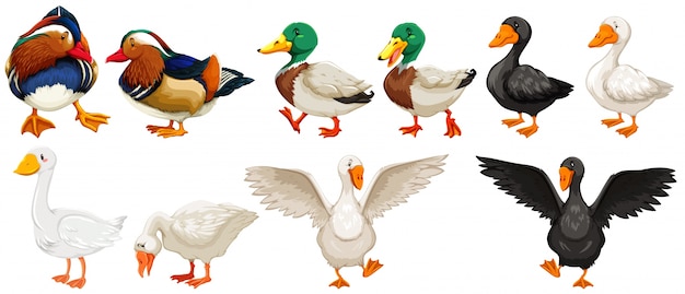 Different kind of ducks and goose illustration