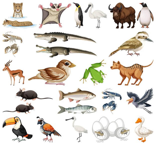 Коллекция различных видов животных