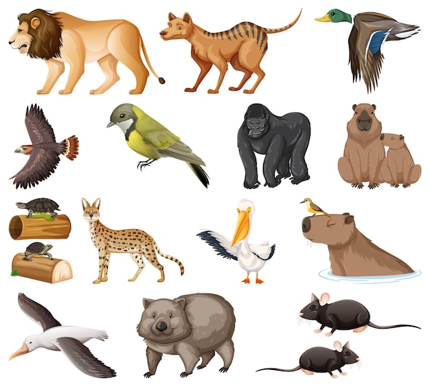 Different kinds of animals collection