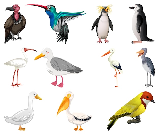 Vettore gratuito diversi tipi di raccolta di uccelli