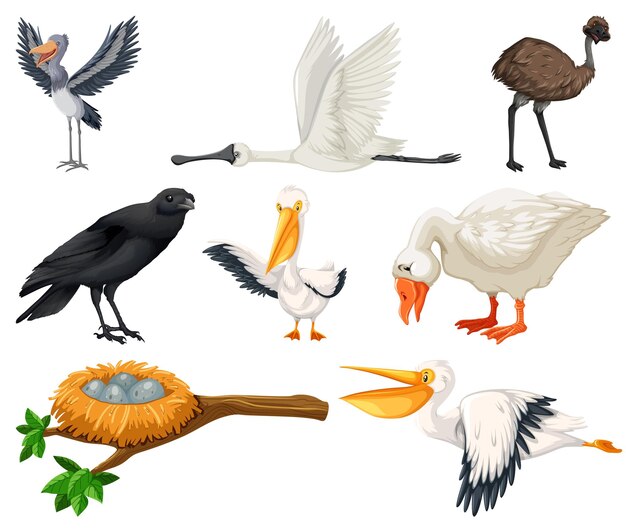 さまざまな種類の鳥のコレクション