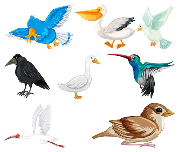 Коллекция различных видов птиц