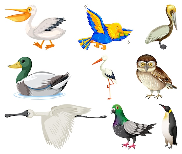 Free vector different kinds of birds collection