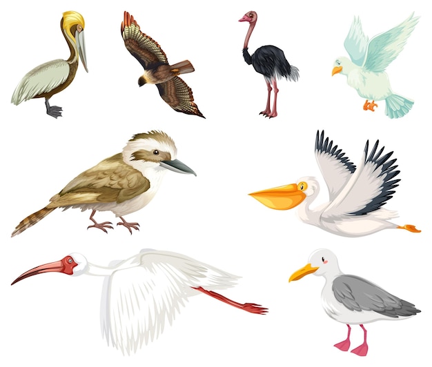 Free vector different kinds of birds collection