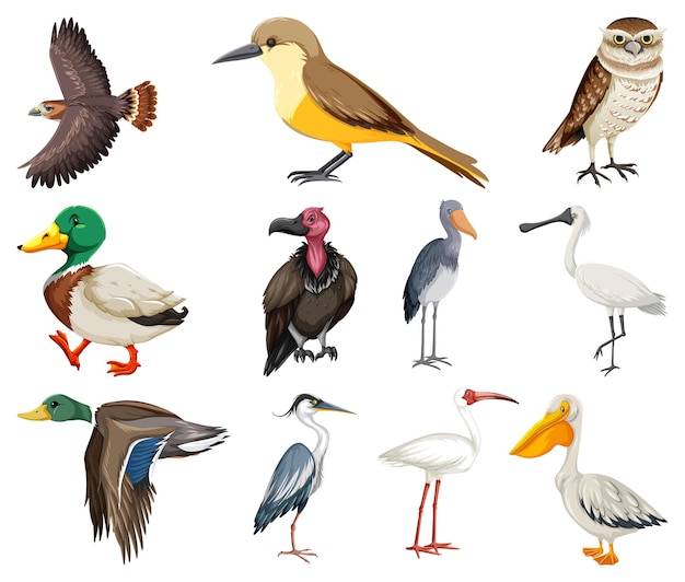 Free vector different kinds of birds collection