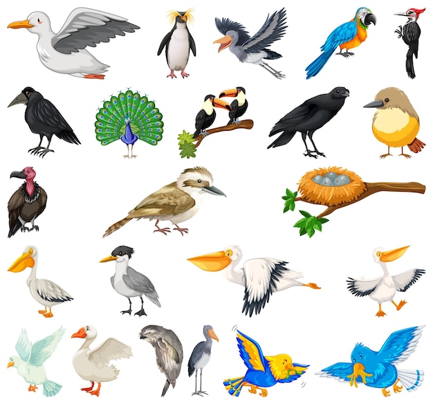 Different kinds of birds collection