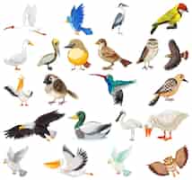 Free vector different kinds of birds collection