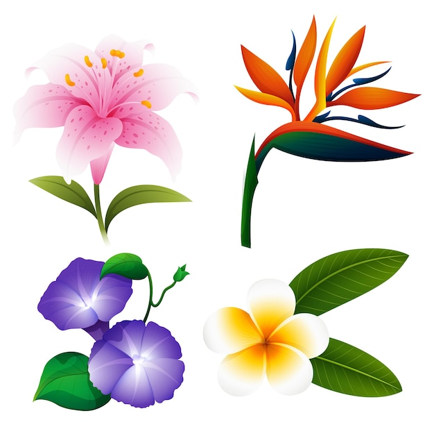 Different kinds of flowers