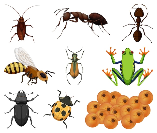 Different kinds of insects and animals on white background