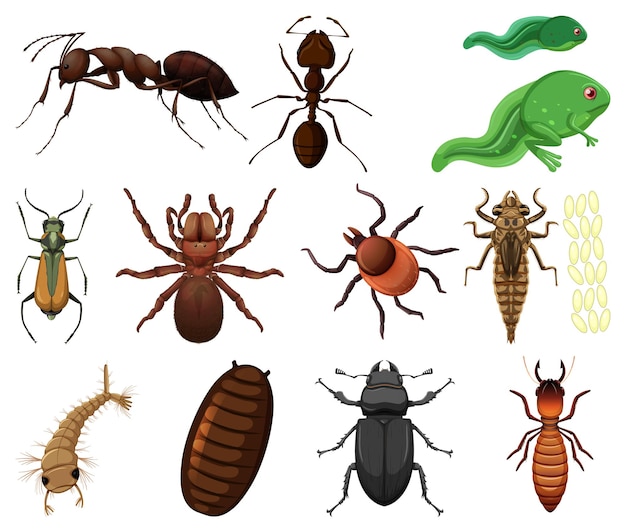 Different kinds of insects and animals on white background