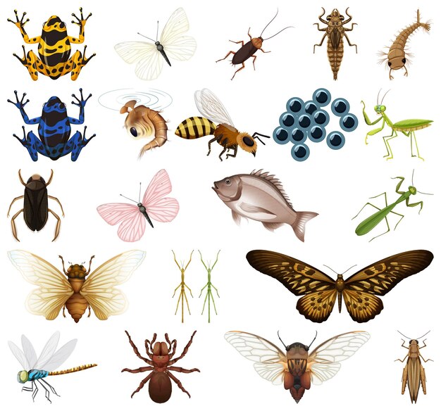 Different kinds of insects and animals on white background