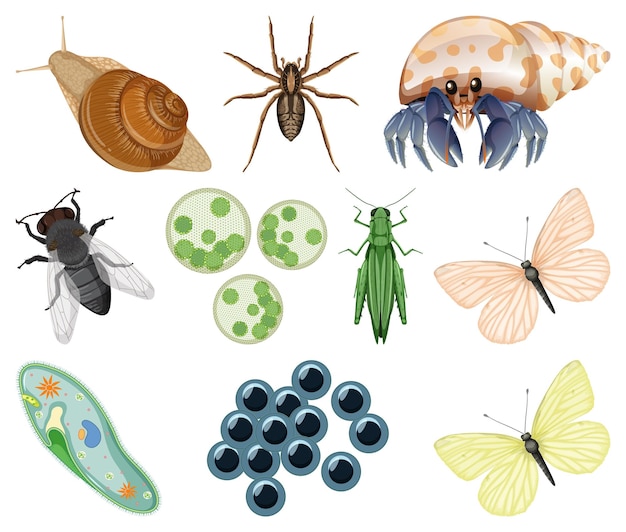 Free vector different kinds of insects and animals on white background