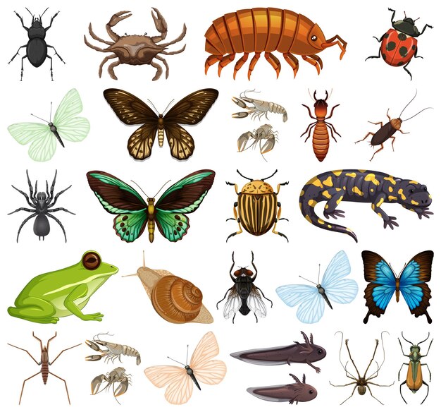 Different kinds of insects and animals on white background