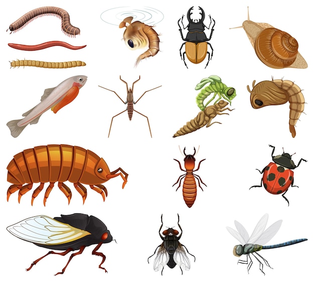 Vettore gratuito diversi tipi di insetti e animali su sfondo bianco