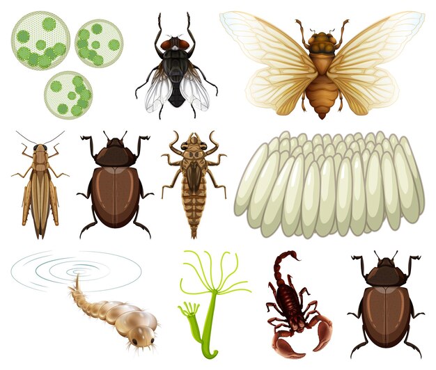 白い背景の上のさまざまな種類の昆虫や動物