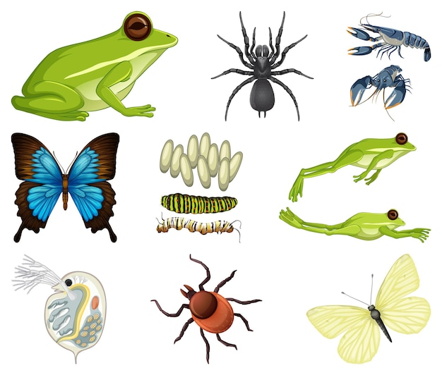 Different kinds of insects and animals on white background