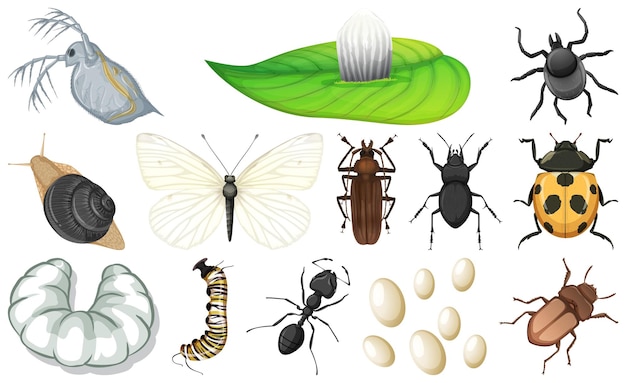 Free vector different kinds of insects collection