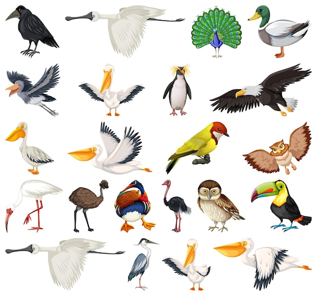 Бесплатное векторное изображение Коллекция различных видов птиц