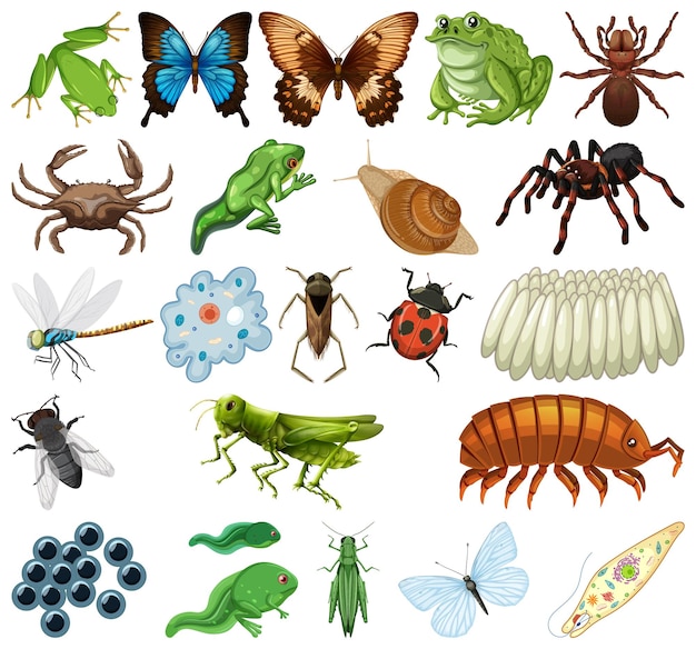 Бесплатное векторное изображение Различные виды насекомых и животных на белом фоне