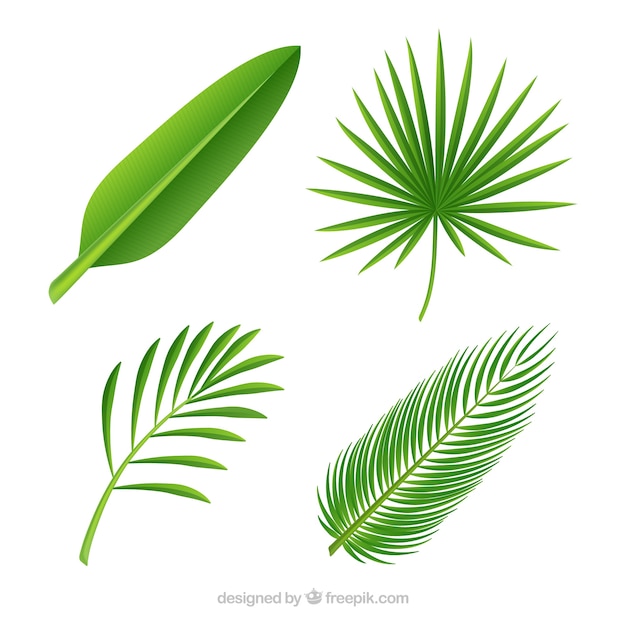 Different leaves of palm trees