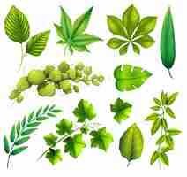 Free vector different leaves