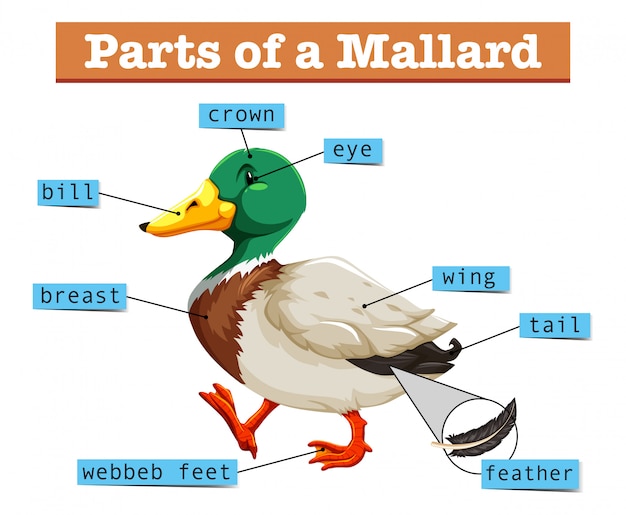 Free vector different parts of mallard