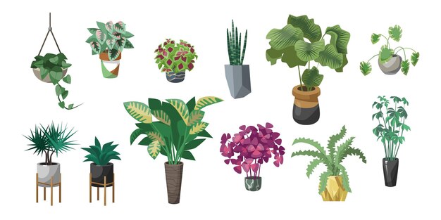 Different plants in pots flat vector illustrations set. Indoor flowers in planters, flowerpots or vases with houseplants: begonia, alocasia isolated on white background. Nature, urban jungle concept